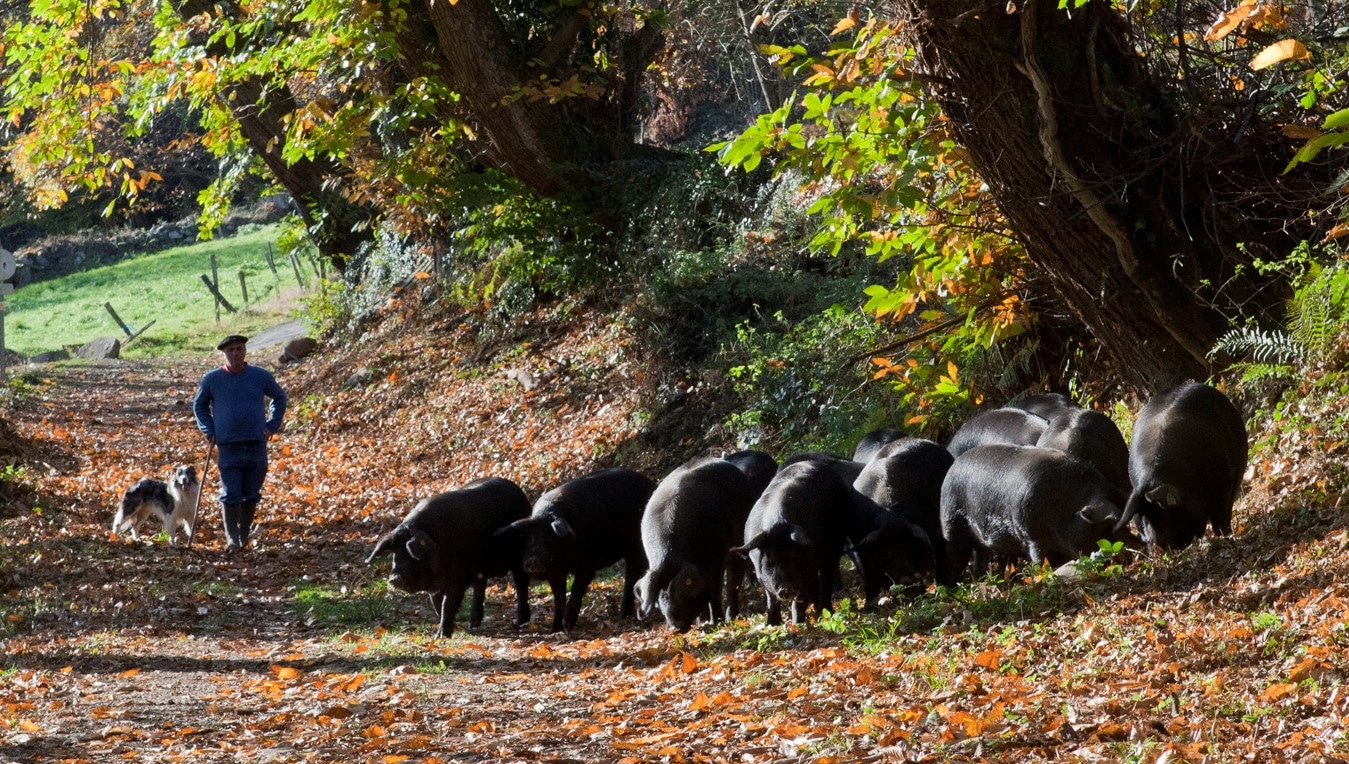 Porc noir de Bigorre